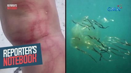 Bakasyon ng ilang turista, nauwi sa trahedya dahil sa 'box jellyfish' | Reporter's Notebook