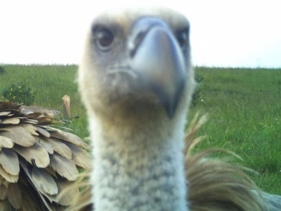 Gilt in Deutschland als ausgestorben: Seltene Tierart wieder gesichtet