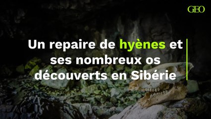 Un repaire de hyènes et ses nombreux os découverts en Sibérie