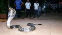 बाल संप्रेषण गृह में पांच फीट का कोबरा, बाल अपचारियों में मचा हडक़ंप
