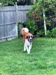 Silly Saint Bernard Kicks Grass