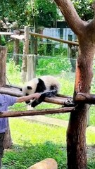 Guessthis is Panda Yu Ke Or Yu Ai