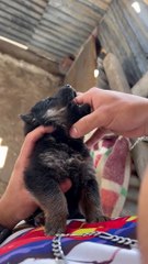 Puppy Spits Out Dewormer