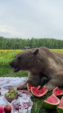 Séance photo de famille avec un ours brun