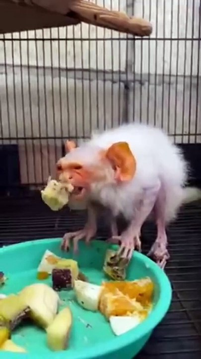 Un animal bizarre et surtout très moche