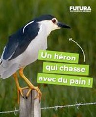 Ingéniosité du vivant : le héron vert utilise un morceau de pain pour pêcher ses proies !