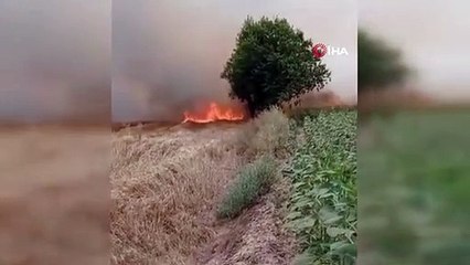 Le feu de chaume s'est propagé au champ de blé, le travail de l'agriculteur s'est transformé en cendres