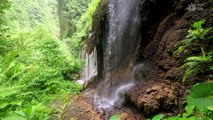 1 Hour of Soothing Waterfall Sounds in Tropical Rainforest: Nature Sounds for Sleep, Relaxation, and Study