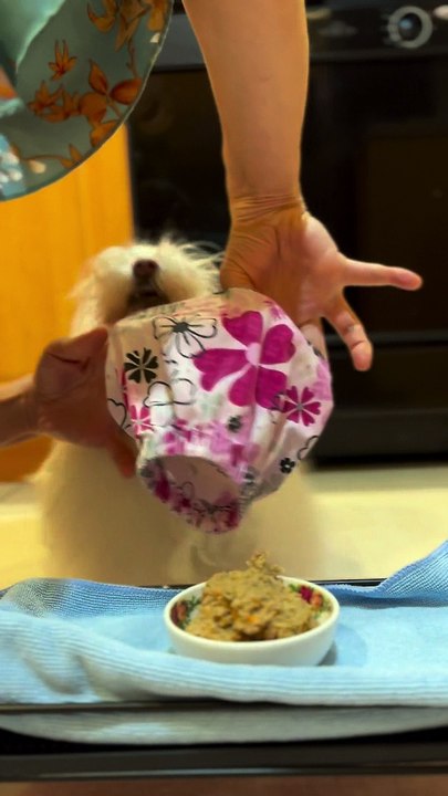 Fancy Maltese Puts On Bibs Before Dinner