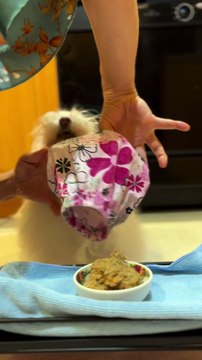 Fancy Maltese Puts On Bibs Before Dinner