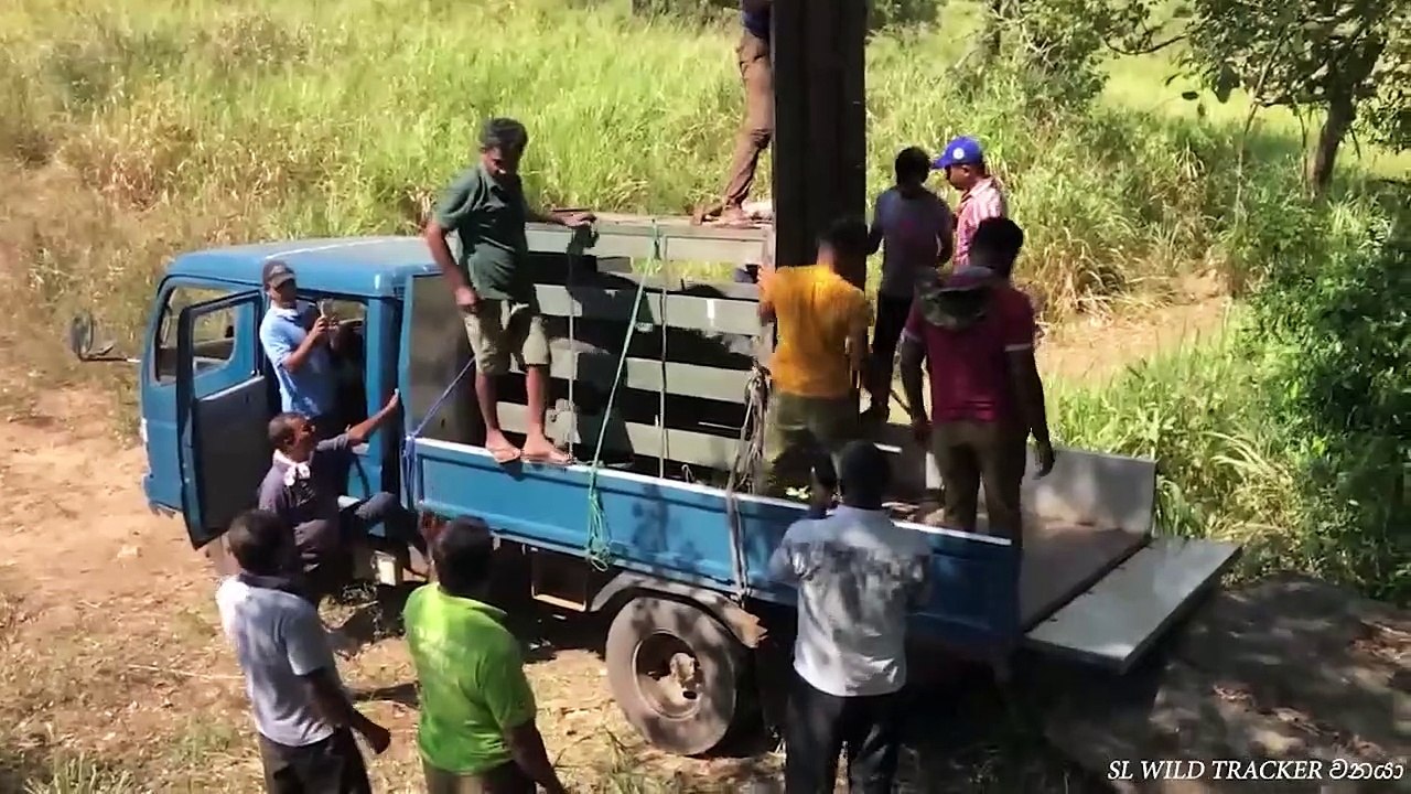 Animals Being FREED For The First Time!