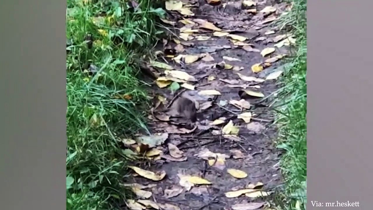 Animals Do Interesting Things - Funniest Animal 2023
