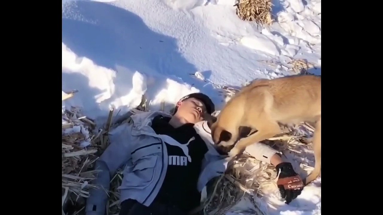 Best Trained and Disciplined Dogs Compilation _ Dailymotion Video