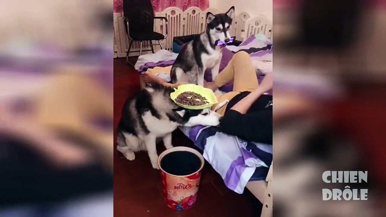 Akıllı Köpeciklerin şaşırtan halleri ✪ Komik Köpek Videoları # 5