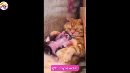 Amazing videos of dogs that will make you laugh out loud