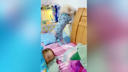 Animals never fail to make us laugh -  Super funny animal