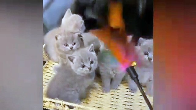 Funny Cats Videos Baby Cats - Funny Animal Videos - Cute and Funny Cats Videos Compilation