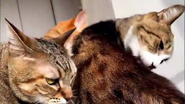 Funny Cats Videos Baby Cats - Funny Animal Videos - Cute and Funny Cats Videos Compilation