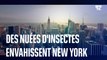 Des nuées de moucherons envahissent la ville de New York aux États-Unis