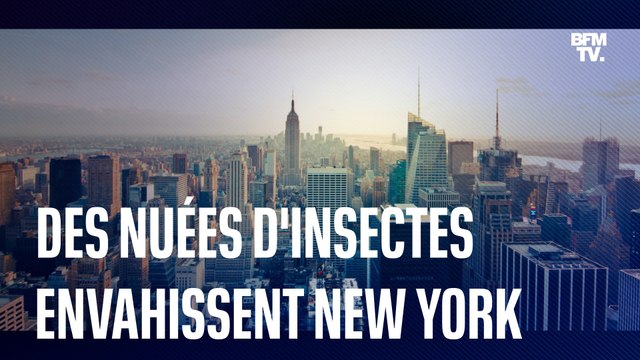 Des nuées de moucherons envahissent la ville de New York aux États-Unis
