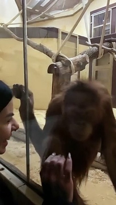 Orangutan Takes a Lesson From Human