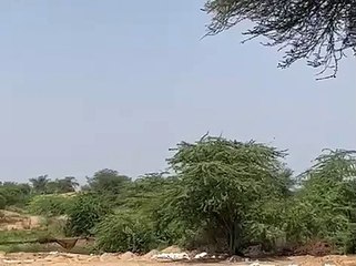 इन्दिरा गांधी नहर की सफाई के दौरान मिले 15 बमों को किया निष्क्रिय