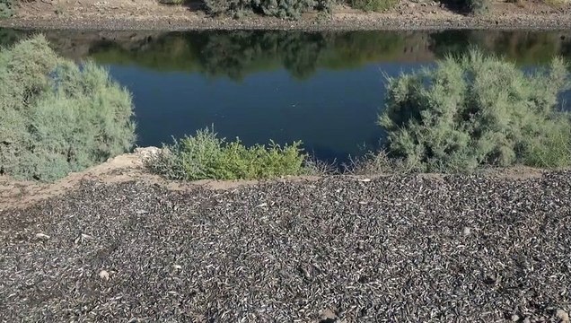 نفوق أطنان من الأسماك في نهر في جنوب العراق