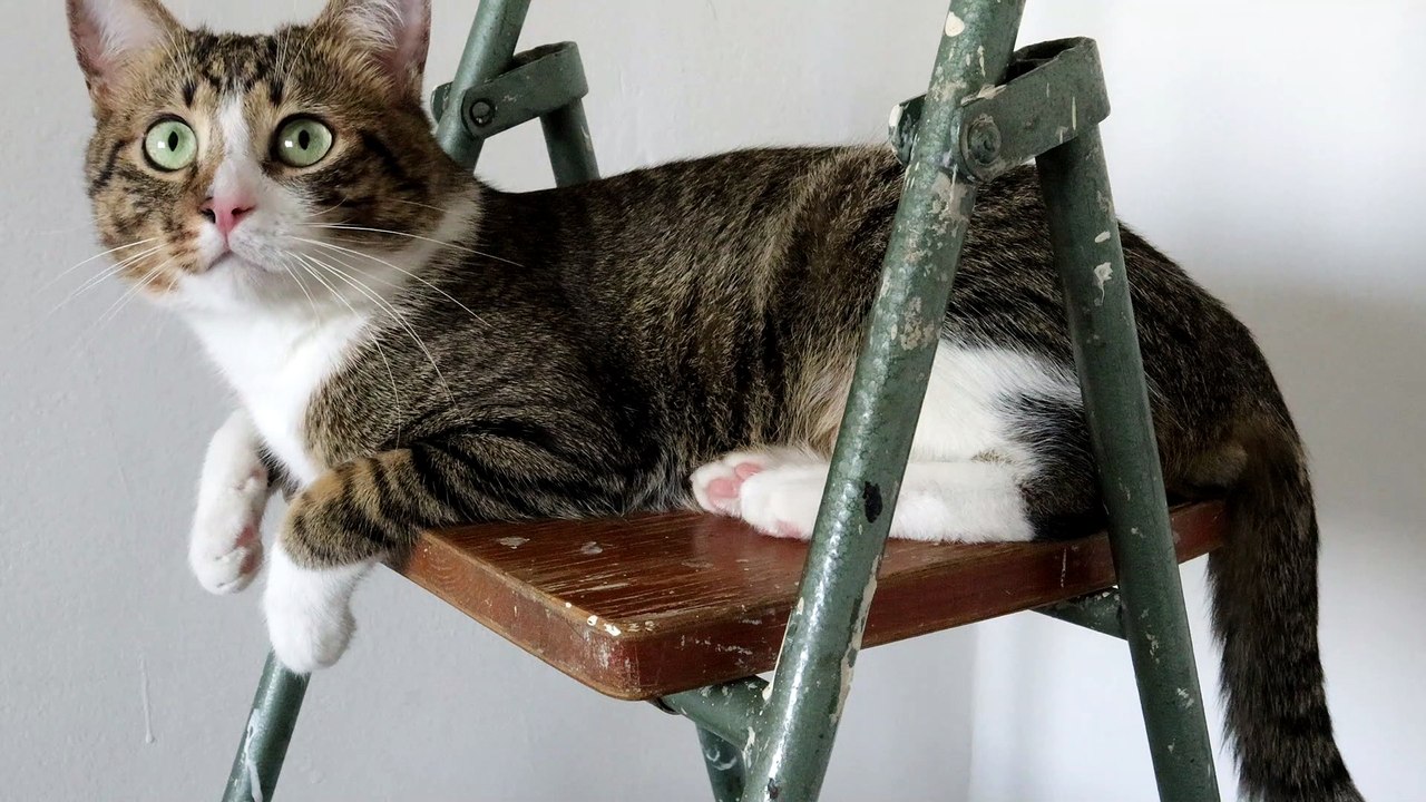 Cute Cat Climbed on a Ladder (1)