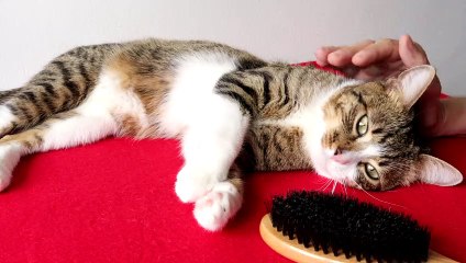 Brushing Makes the Cat Fur Shine (4)