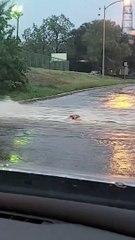 Opossum fait son chemin en amont