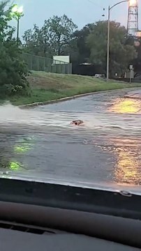 Opossum fait son chemin en amont