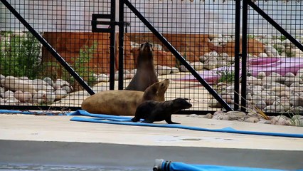 The first ever Sea Lion Pups have been born at the award-winning Yorkshire Wildlife Park!