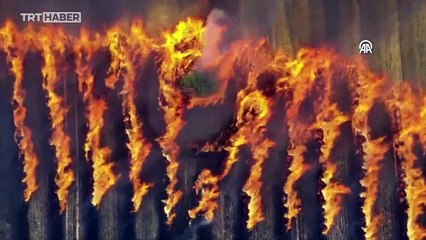 Edirne'de yangın: 30 dönüm alan zarar gördü