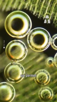 Ces Batteries Fonctionnent Grâce aux Algues !