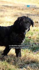 Abuelita regaña a perrito y comienza a llorar.