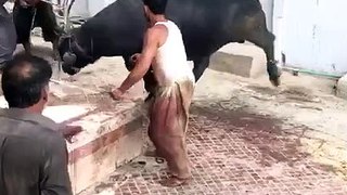 cow qurbani - dangerous cow qurbani in HYD