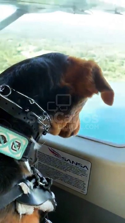 ¡Inclusividad! Levy, un perro de compañía, pudo viajar en su propio asiento en avioneta