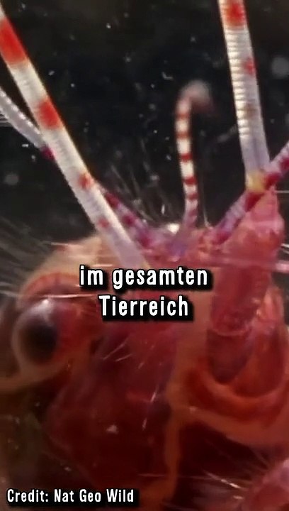 Garnele Feuert Lichtblitz Unterwasser