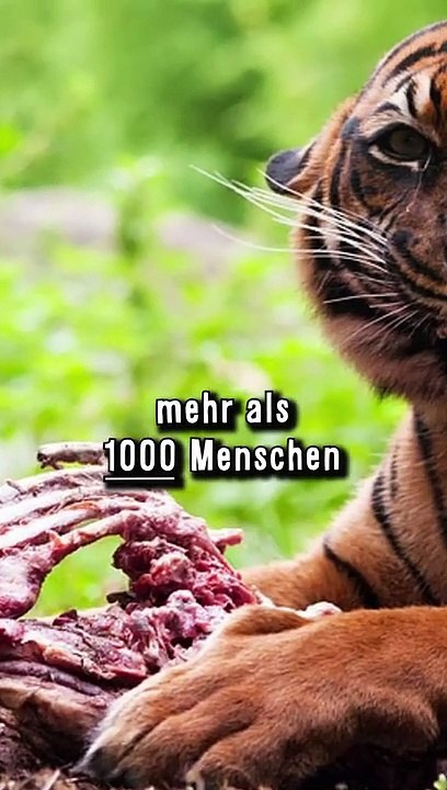 370.000 Tigeropfer in 200 Jahren