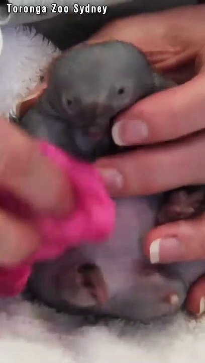 Süßestes Tier Baby