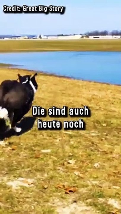 Dieser Hund Arbeitete 40 Stunden Die Woche