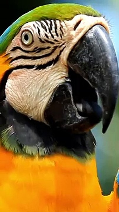 Der Seltsamste Dinosaurier