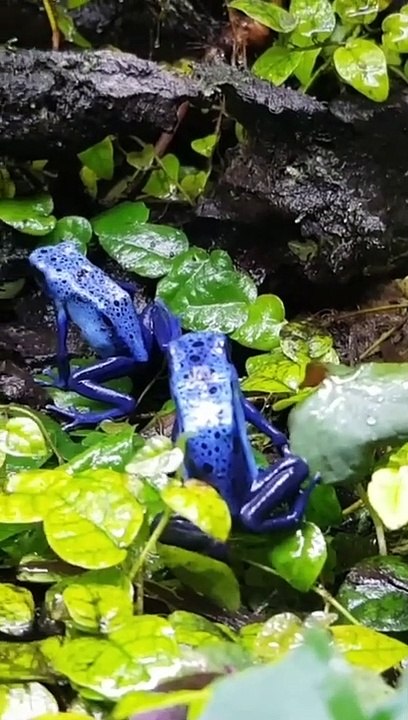 Der Giftigste Vogel Der Welt