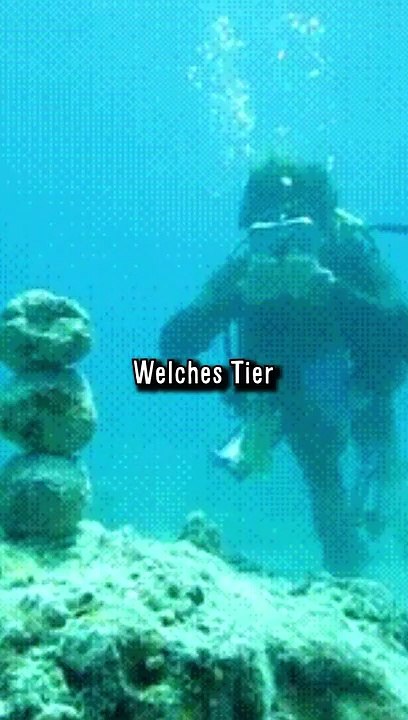 Welches Tier Kann Am Längsten Die Luft Anhalten