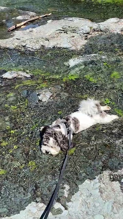 Chiot se refroidit dans la rivière