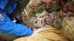 Zolushka - IFAW releases an Amur tiger back into the wilds of Russia