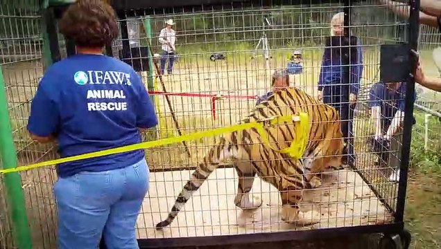 Removed The story of captive tigers Java, Bali, and Titan