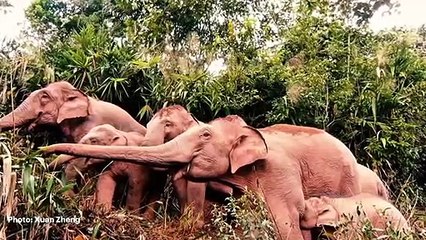 A Thank You to Supporters -- IFAW 2020