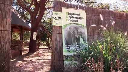 Jumbo Hopes Securing a bright future for Zambia's elephants