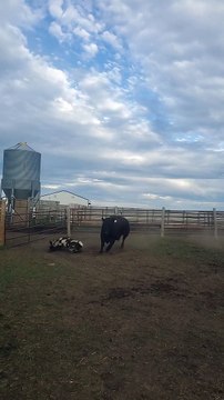 Brave Billy Goat Picks a Fight With the Wrong Cow